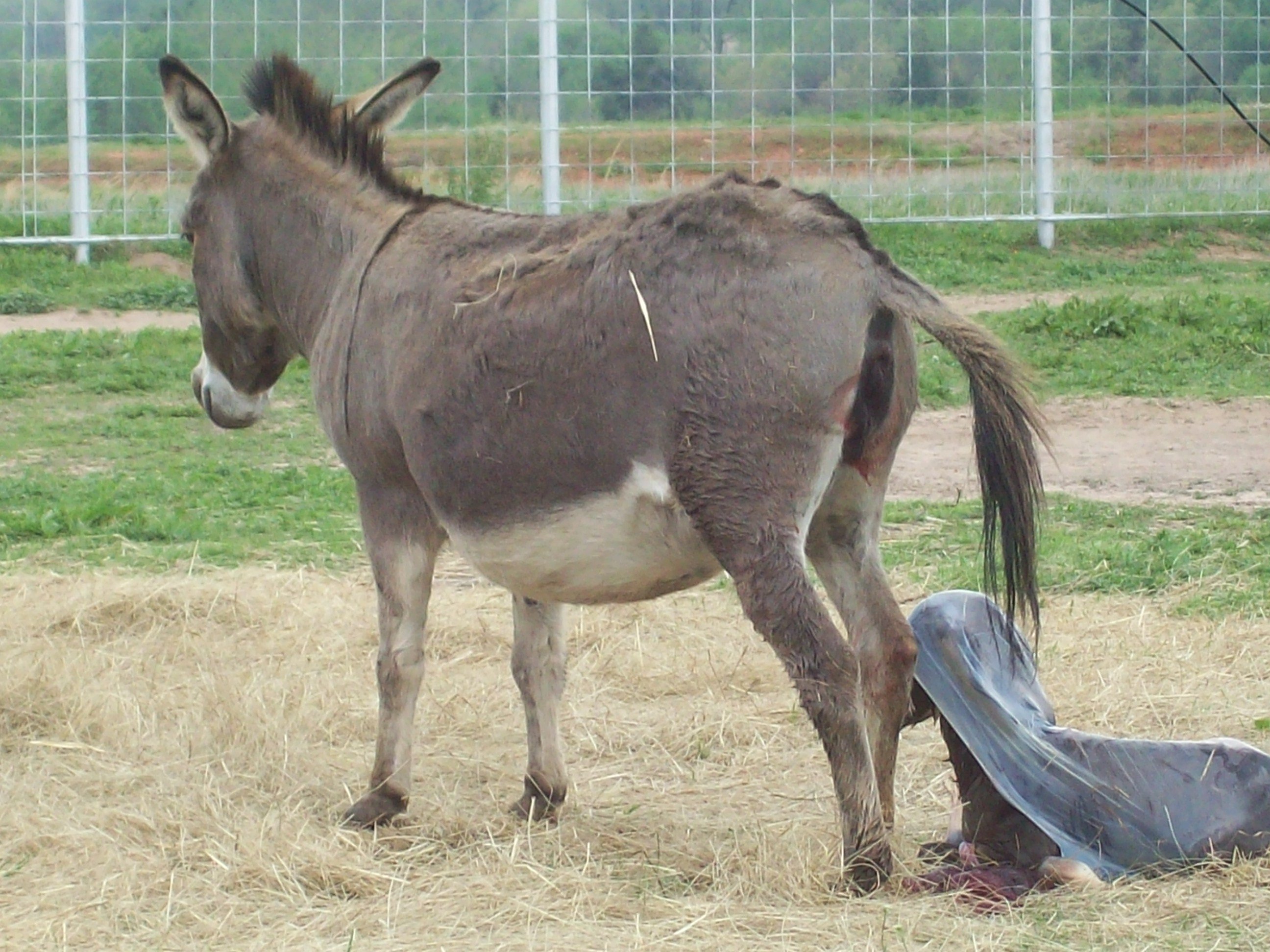 Miniature mediterranean donkey, miniature donkey, sicilian donkey, minidonk...